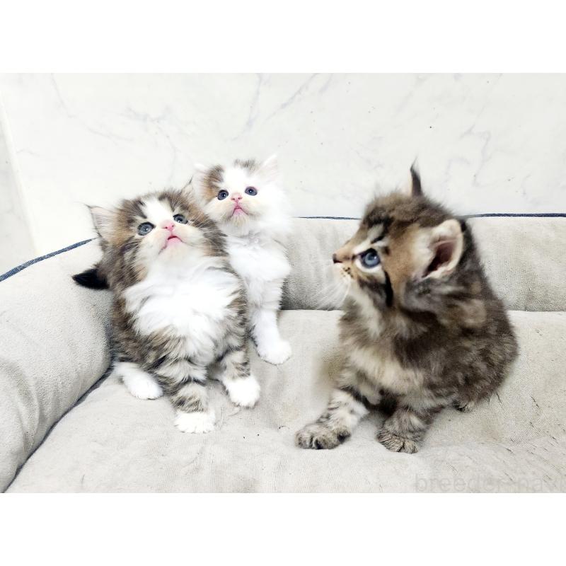 販売中の北海道のノルウェージャンフォレストキャット-138253の7枚目