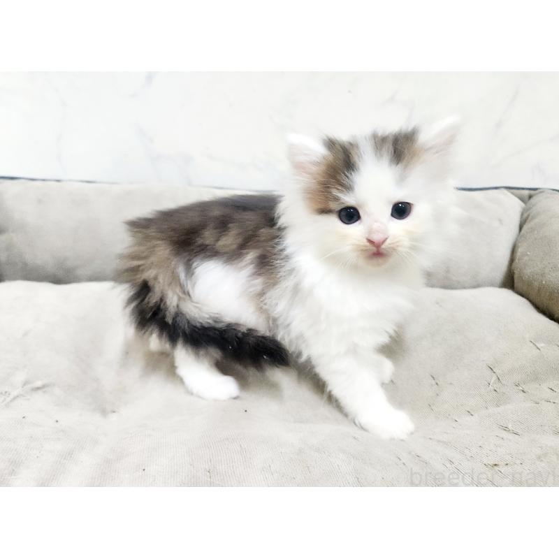 販売中の北海道のノルウェージャンフォレストキャット-138253の6枚目