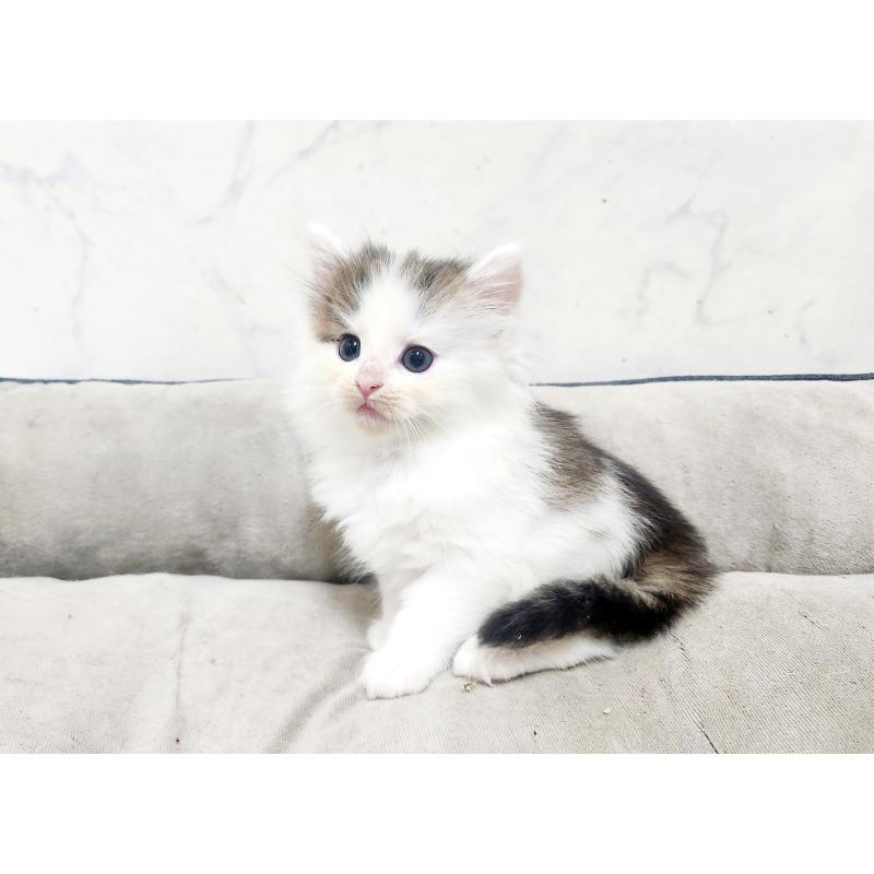 販売中の北海道のノルウェージャンフォレストキャット-138253の5枚目