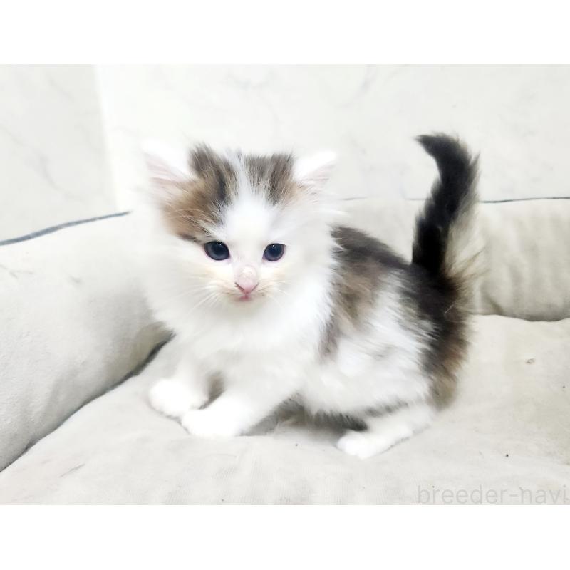 販売中の北海道のノルウェージャンフォレストキャット-138253の4枚目