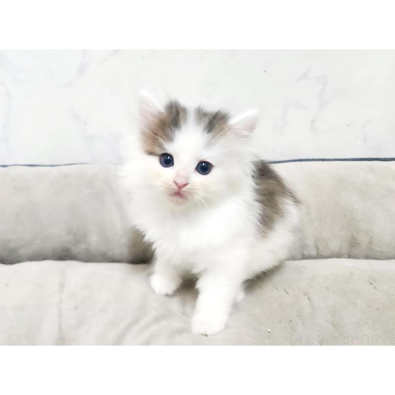 販売中の北海道のノルウェージャンフォレストキャット-138253の3枚目