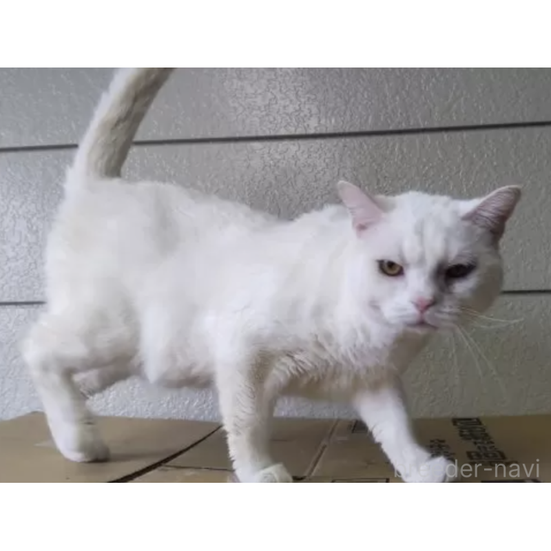 販売中の千葉県のアメリカンショートヘア-138255の2枚目