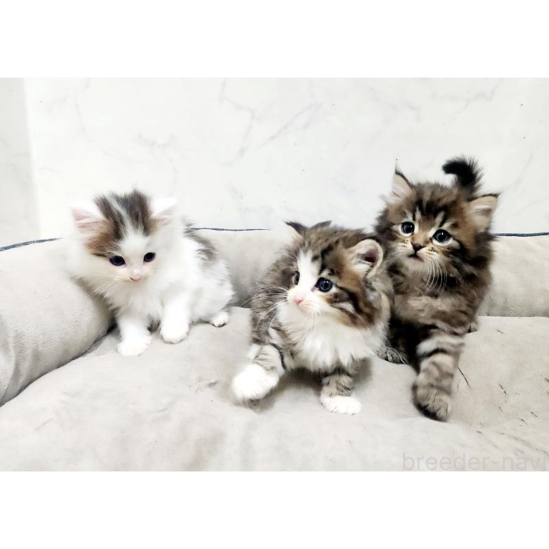 販売中の北海道のノルウェージャンフォレストキャット-138253の2枚目