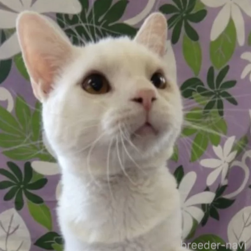 販売中の千葉県のアメリカンショートヘア-138255の1枚目