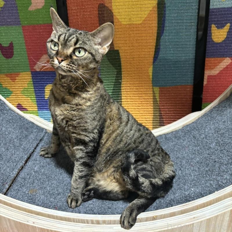 販売中の千葉県のデボンレックス-138256の4枚目