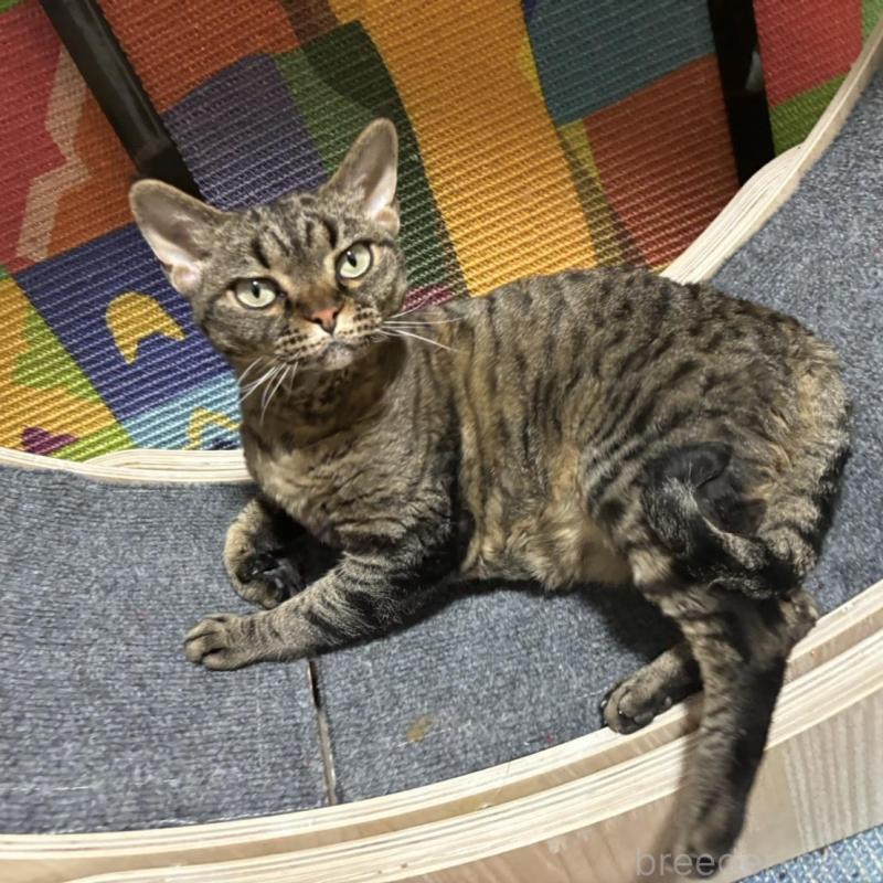 販売中の千葉県のデボンレックス-138256の3枚目