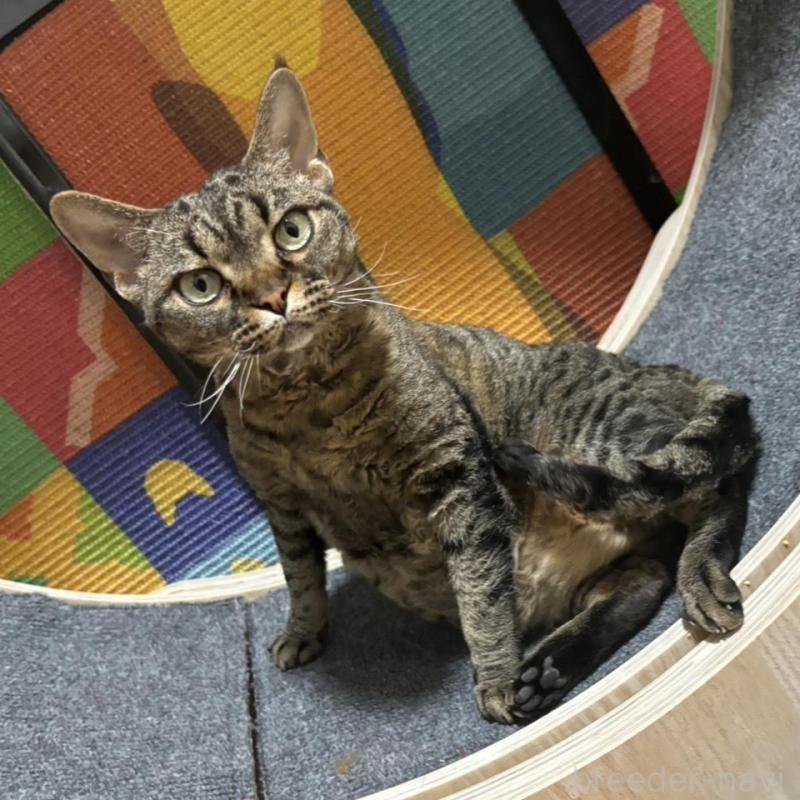 販売中の千葉県のデボンレックス-138256の2枚目