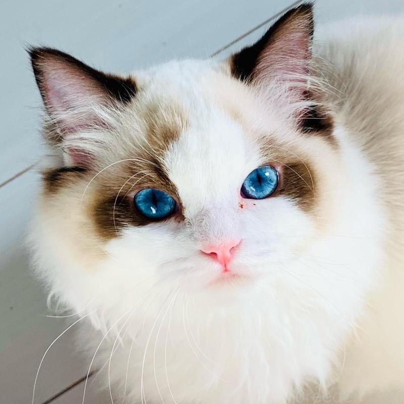 販売中の東京都のラグドール-138258の1枚目