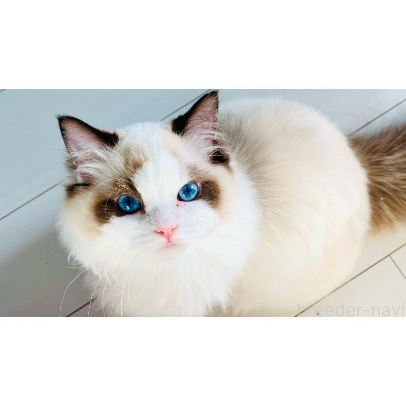 販売中の東京都のラグドール-138258の2枚目