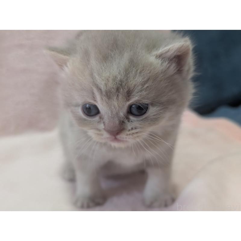 販売中の大阪府のブリティッシュショートヘア-138259の4枚目