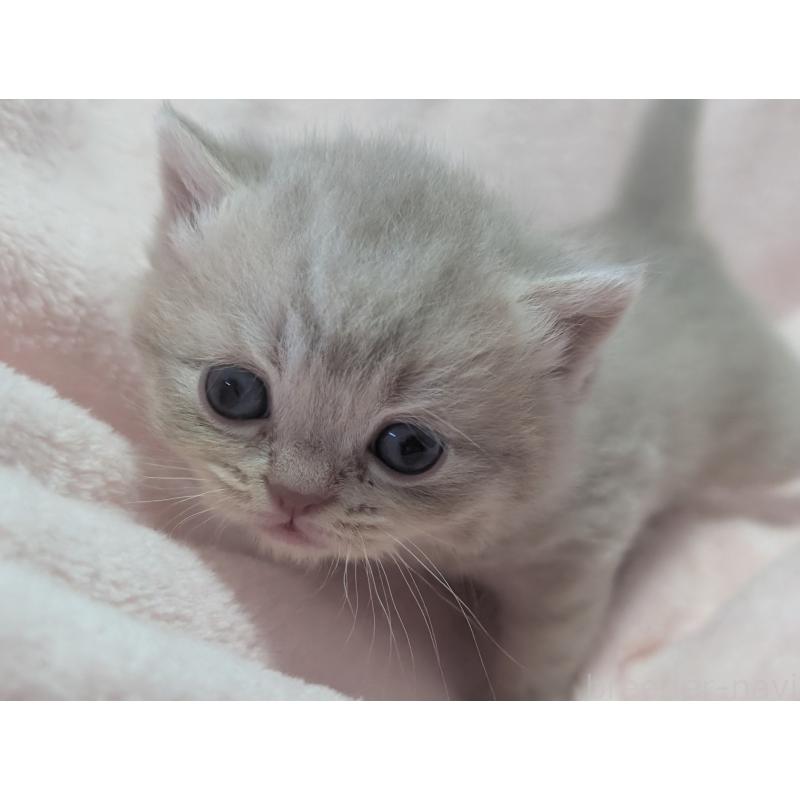 販売中の大阪府のブリティッシュショートヘア-138259の3枚目