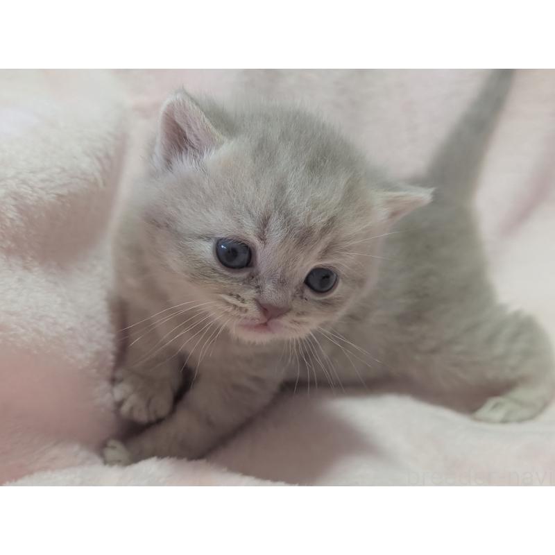 販売中の大阪府のブリティッシュショートヘア-138259の2枚目