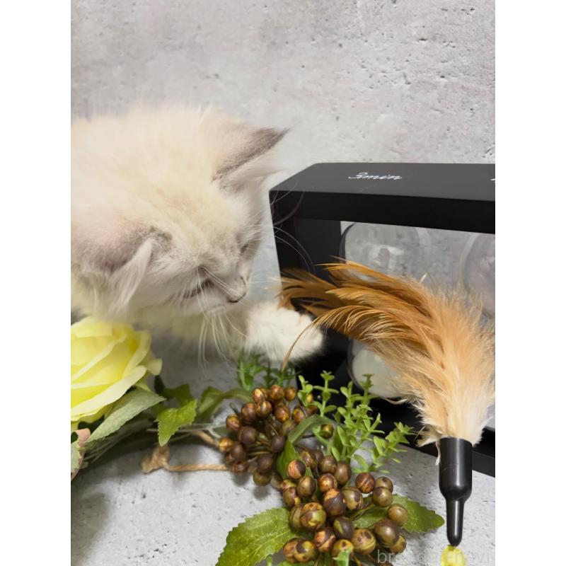 販売中の京都府のミックス-138260の6枚目