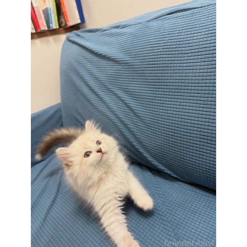 販売中の京都府のミックス-138260の5枚目