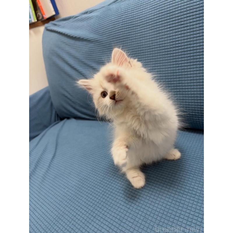 販売中の京都府のミックス-138260の4枚目