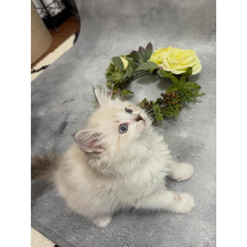 販売中の京都府のミックス-138260の3枚目