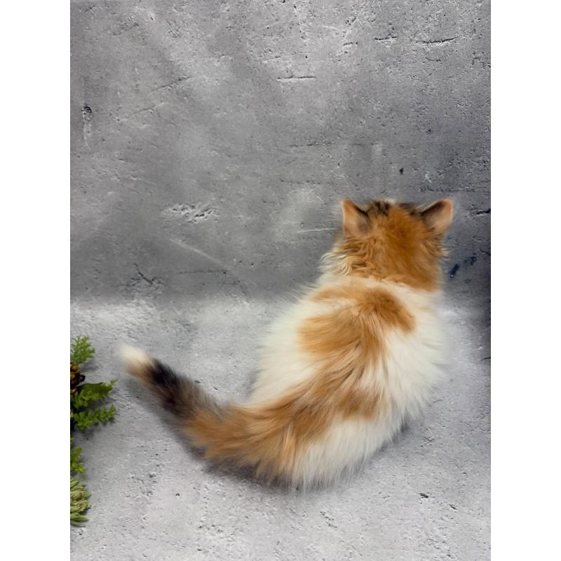 販売中の京都府のミックス-138261の6枚目