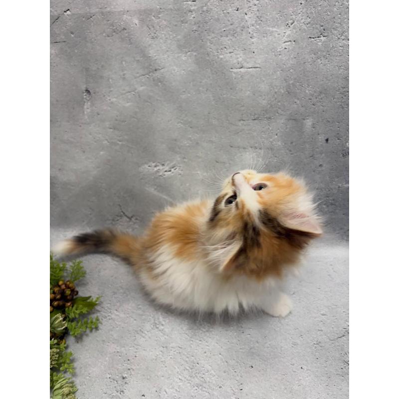 販売中の京都府のミックス-138261の5枚目