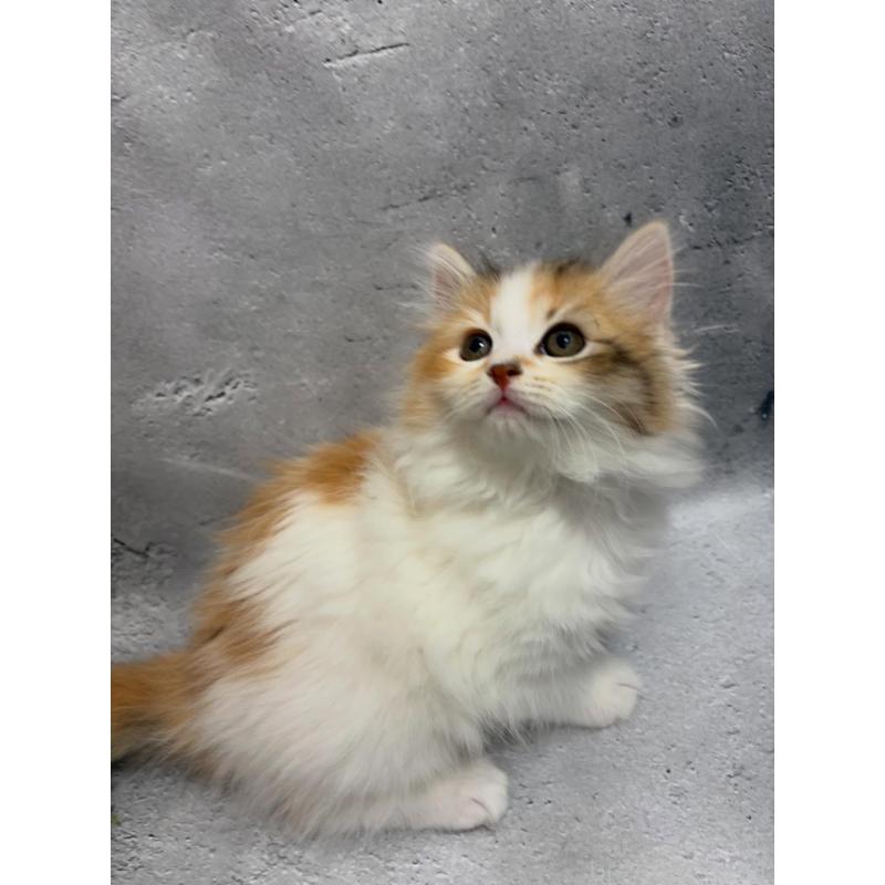 販売中の京都府のミックス-138261の3枚目