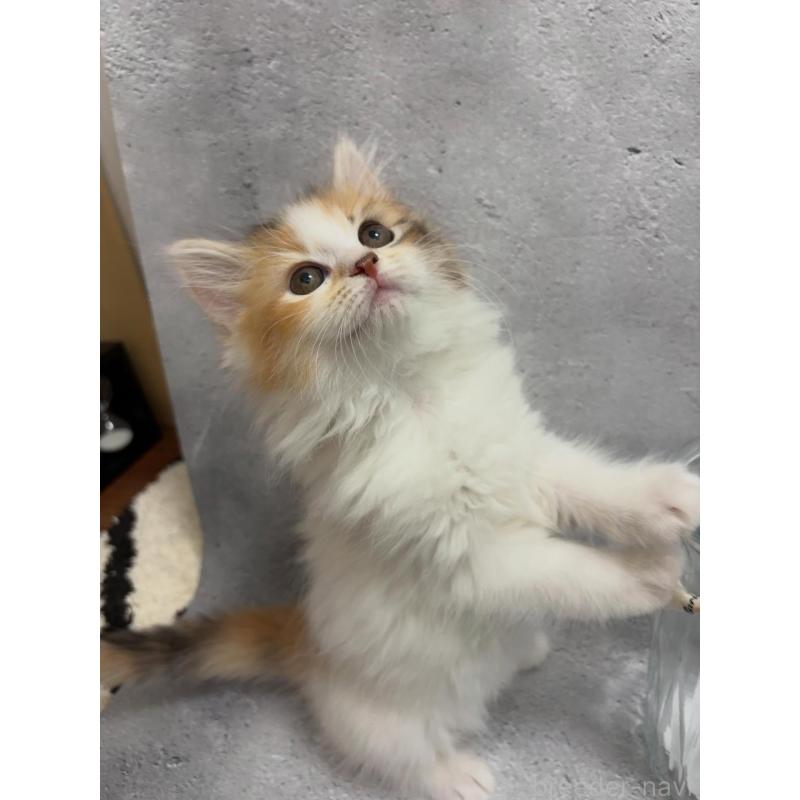 販売中の京都府のミックス-138261の2枚目