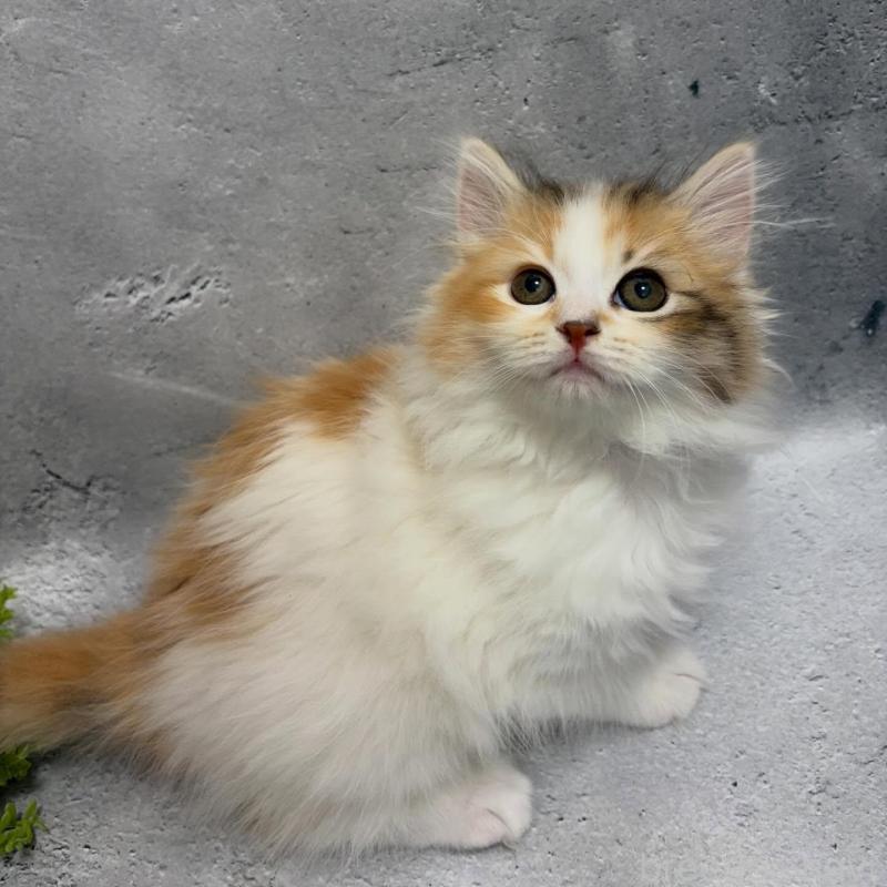 販売中の京都府のミックス-138261の1枚目