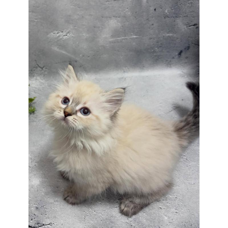 販売中の京都府のミックス-138262の6枚目