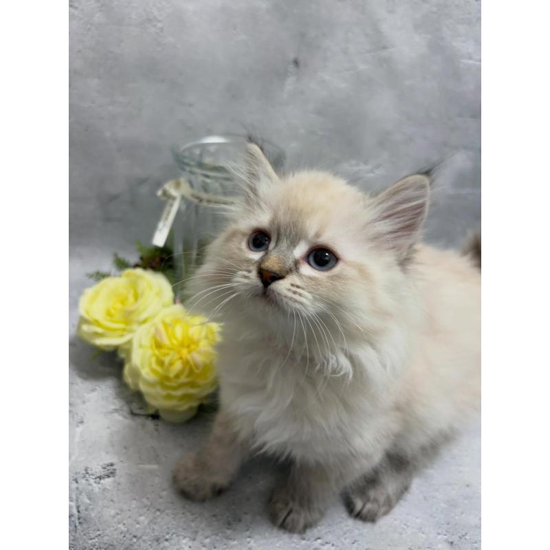 販売中の京都府のミックス-138262の4枚目