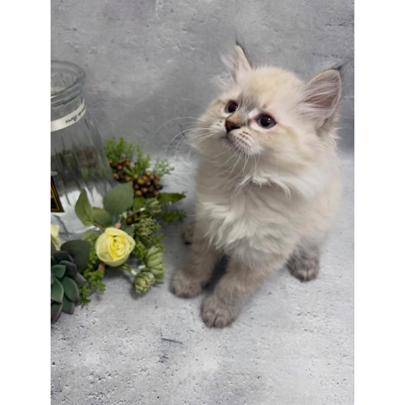 販売中の京都府のミックス-138262の3枚目