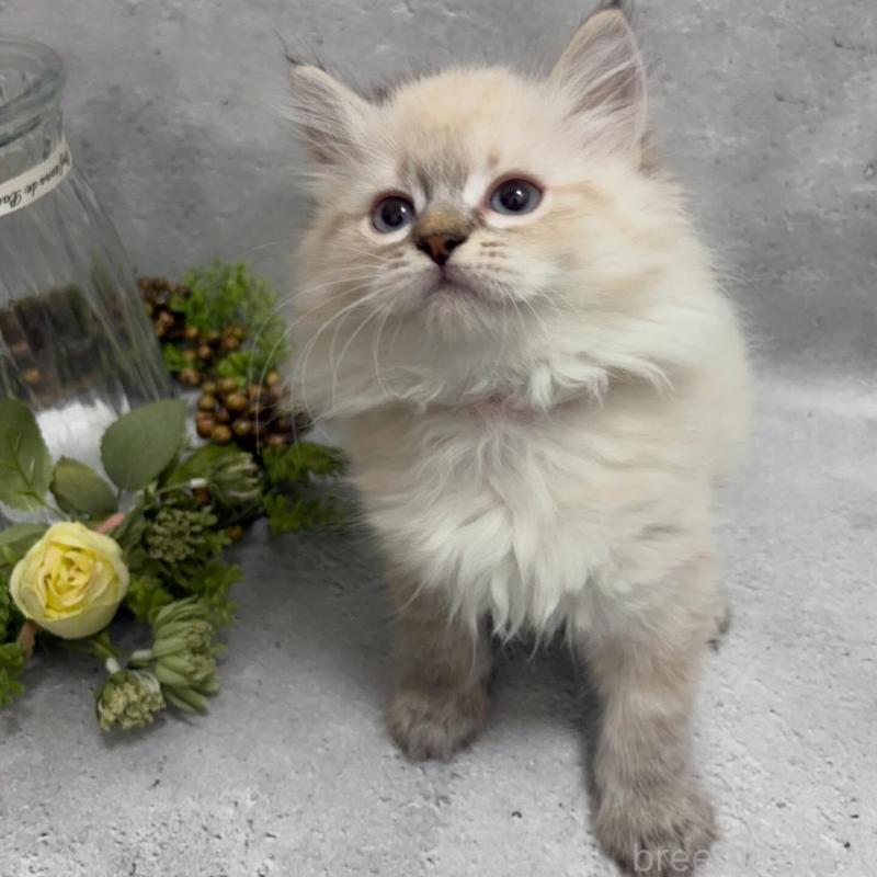 販売中の京都府のミックス-138262