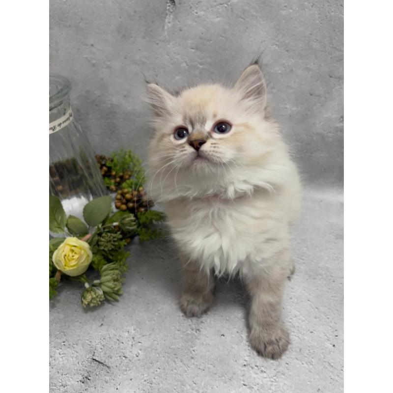 販売中の京都府のミックス-138262の2枚目