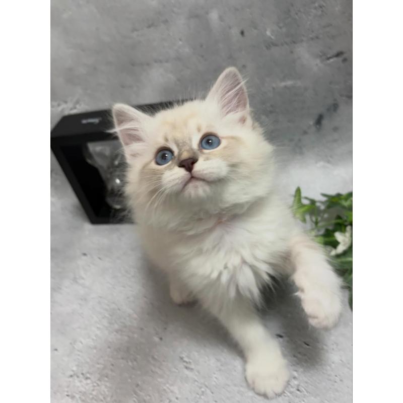 販売中の京都府のサイベリアン-138263の5枚目