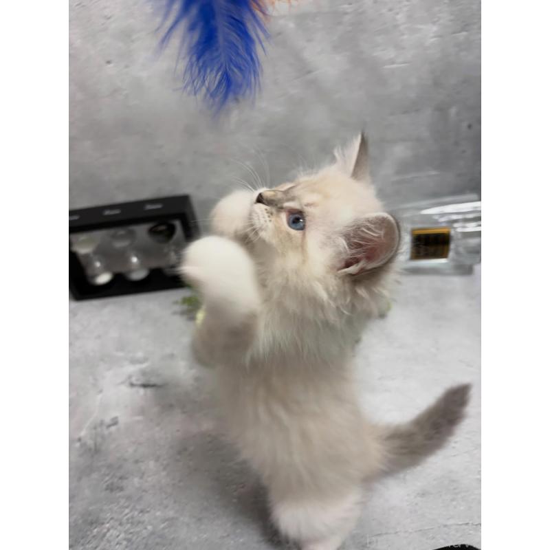 販売中の京都府のサイベリアン-138263の4枚目