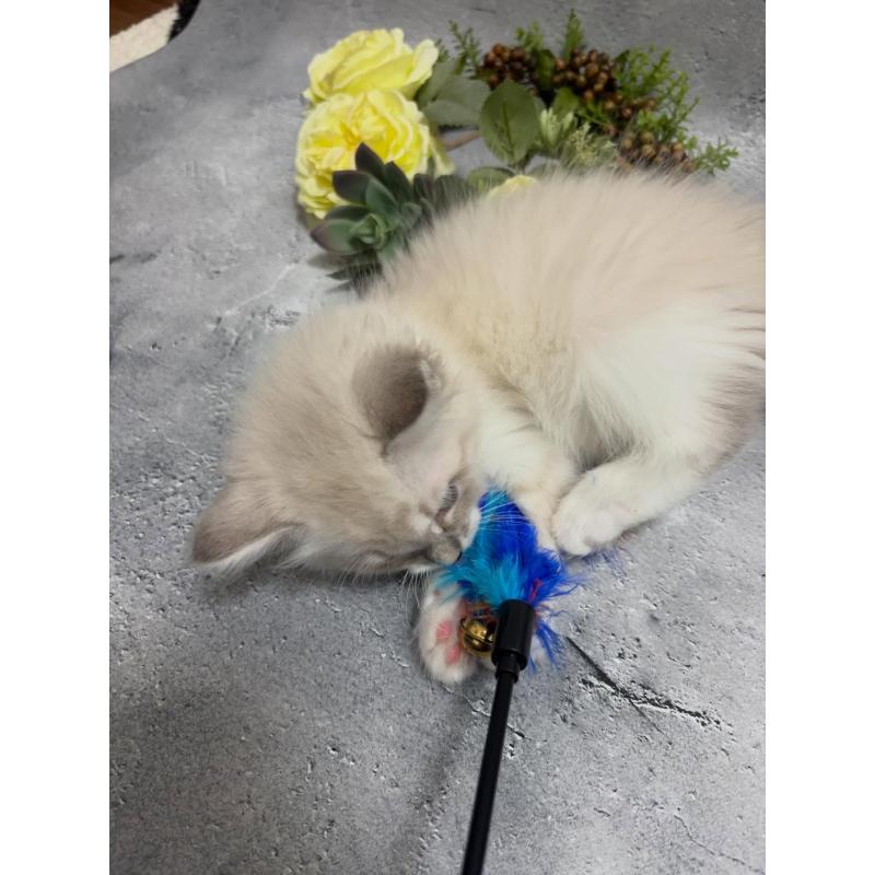 販売中の京都府のサイベリアン-138263の3枚目