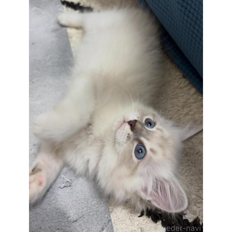 販売中の京都府のサイベリアン-138263の2枚目