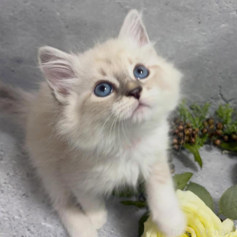 販売中の京都府のサイベリアン-138263