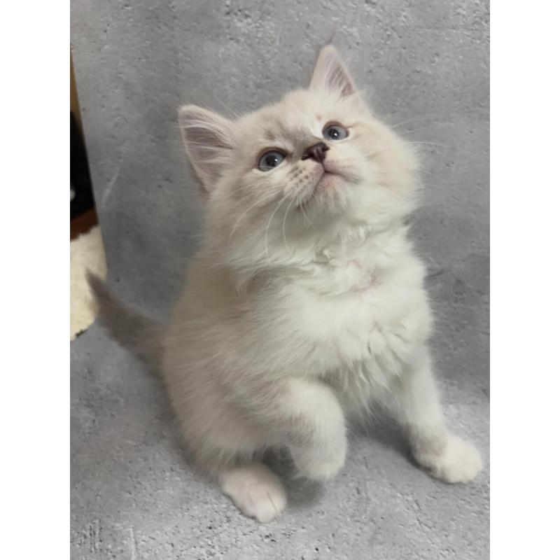 商談中の京都府のサイベリアン-138264の6枚目