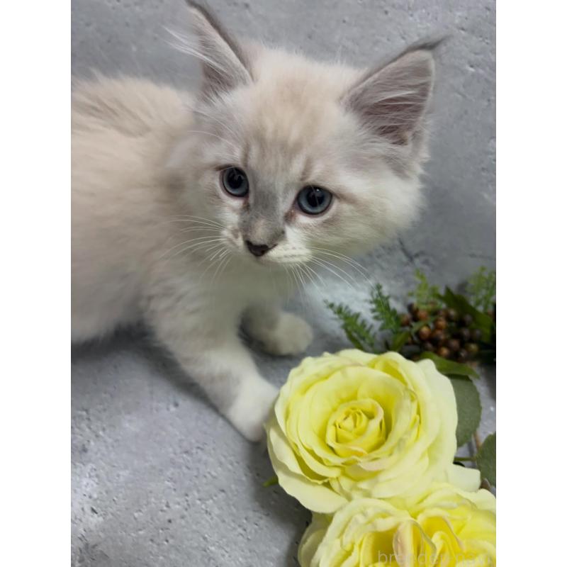 商談中の京都府のサイベリアン-138264の5枚目