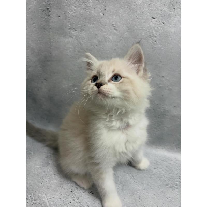 商談中の京都府のサイベリアン-138264の4枚目