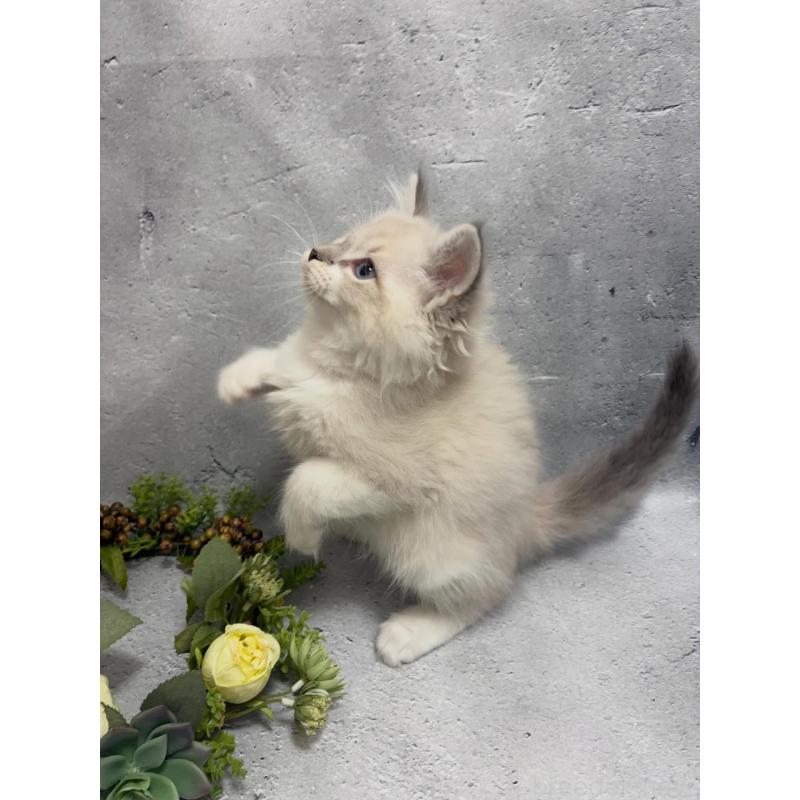 商談中の京都府のサイベリアン-138264の3枚目