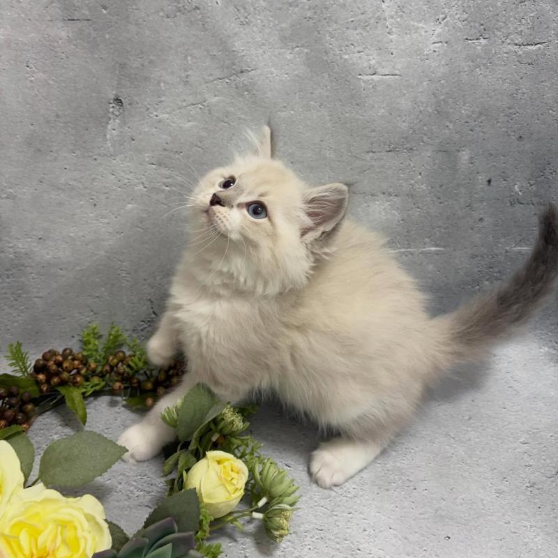 商談中の京都府のサイベリアン-138264の1枚目