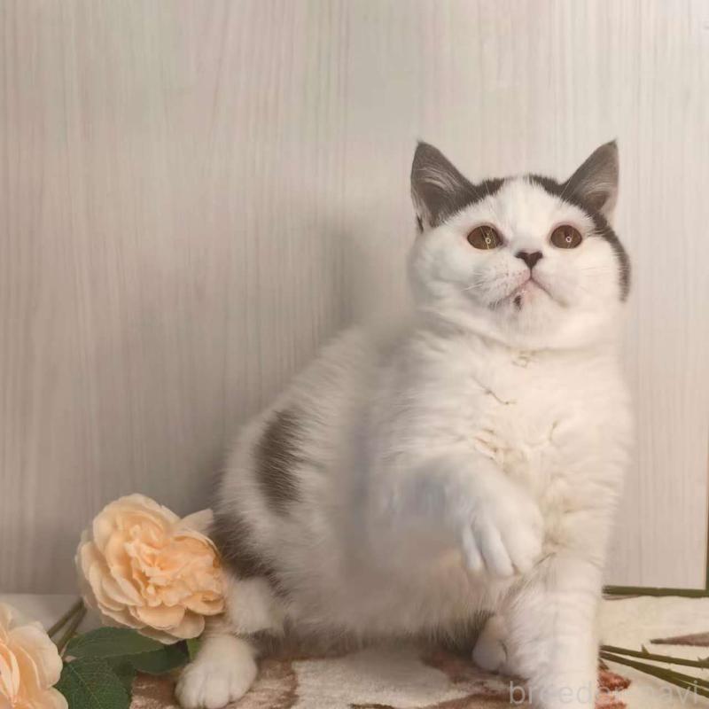 販売中の埼玉県のミヌエット-138267の1枚目