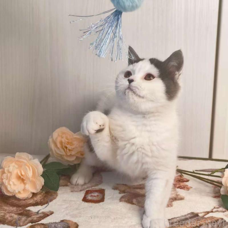 販売中の埼玉県のミヌエット-138267の3枚目