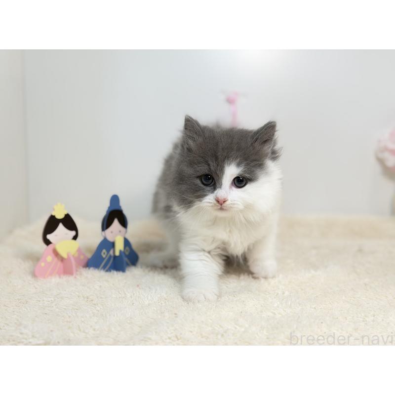 販売中の山口県のサイベリアン-138265の3枚目