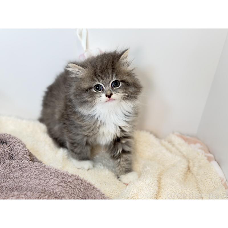 販売中の山口県のサイベリアン-138266の3枚目