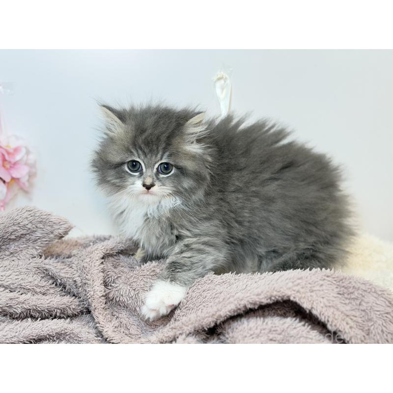 販売中の山口県のサイベリアン-138266の2枚目