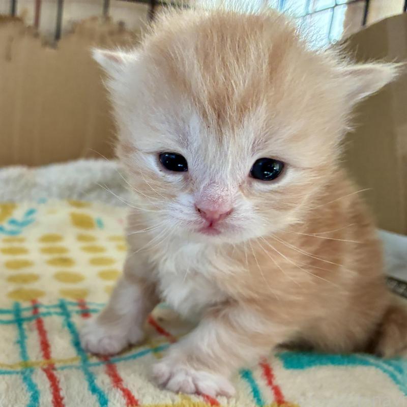 販売中の滋賀県のスコティッシュフォールド-138268