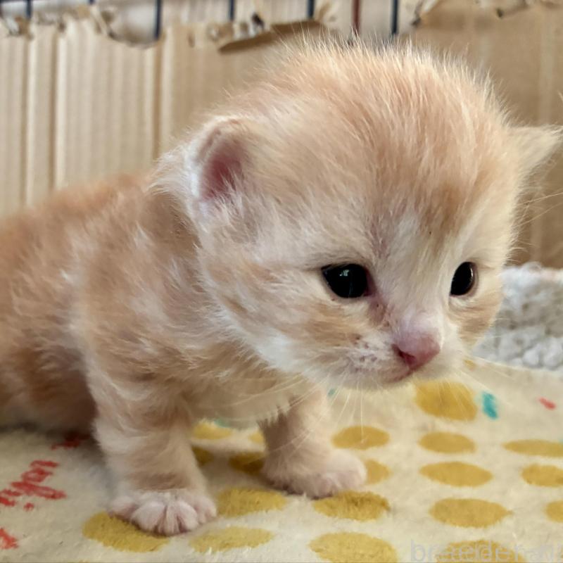 販売中の滋賀県のスコティッシュフォールド-138268の4枚目