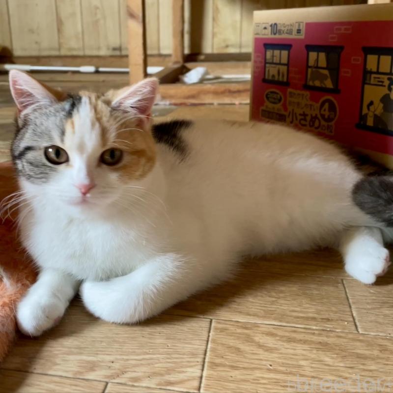 販売中の滋賀県のスコティッシュフォールド-138268の3枚目