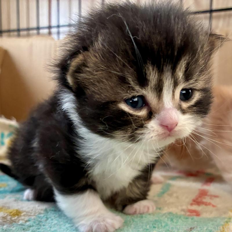 販売中の滋賀県のスコティッシュフォールド-138270の1枚目