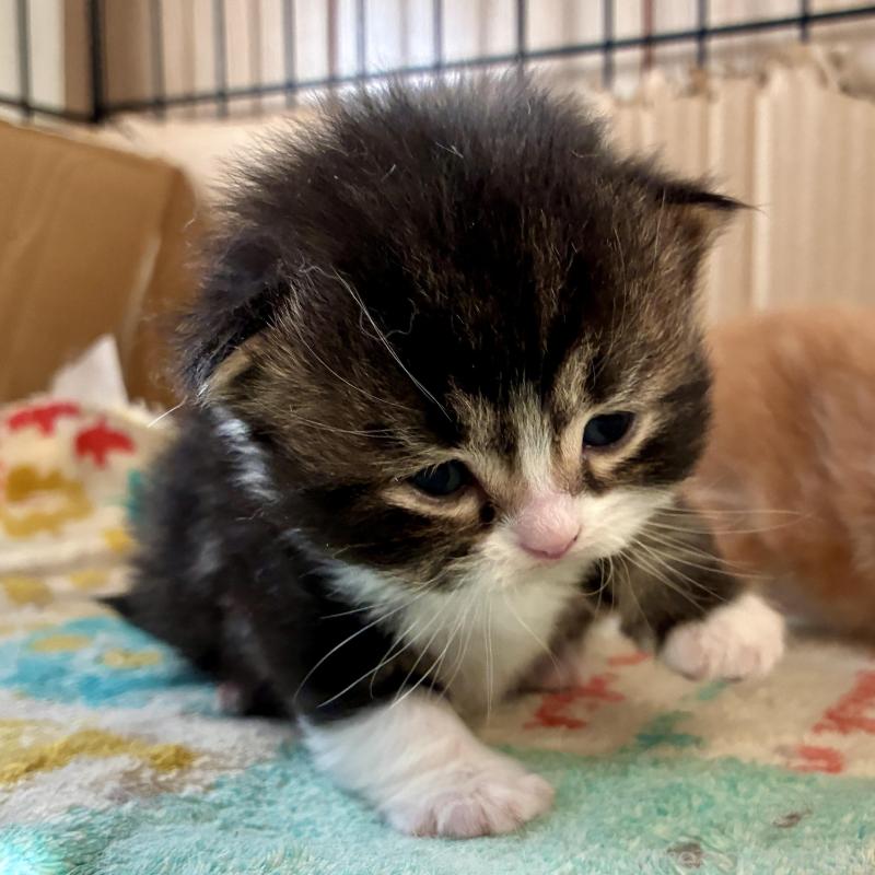 販売中の滋賀県のスコティッシュフォールド-138270の4枚目